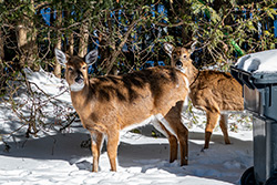 Photo Cerf de Virginie